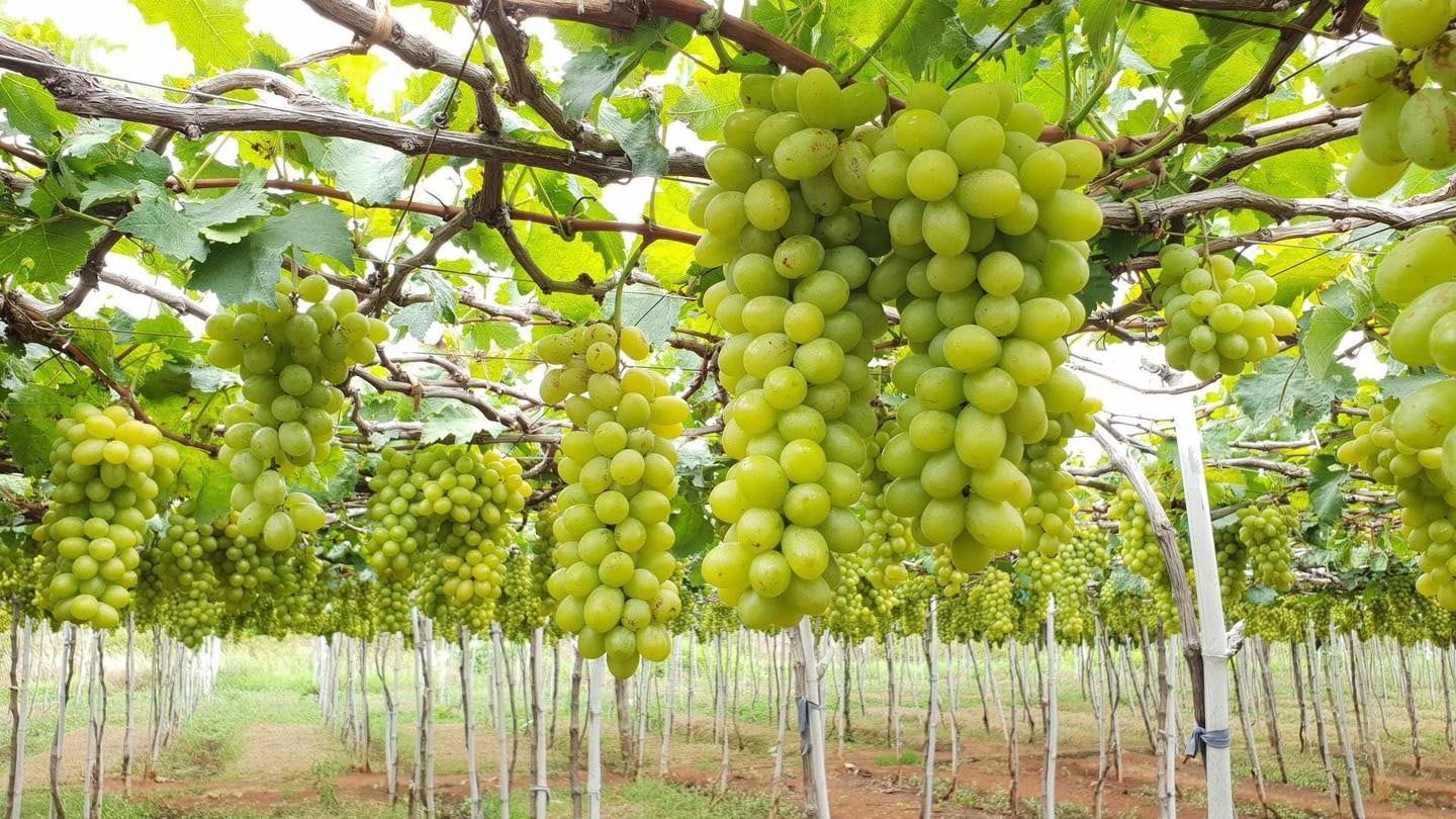 Hình ảnh vườn nho Ba Mọi sai trĩu quả