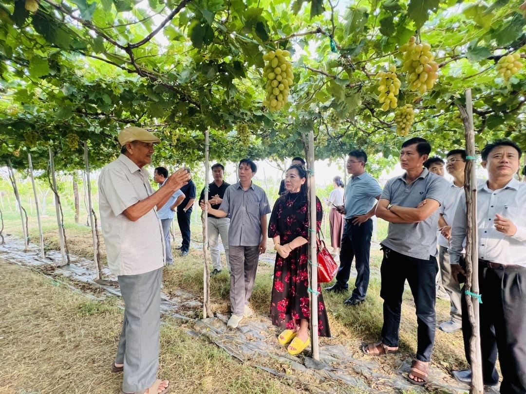 Ông Ba Mọi chia sẻ về về nghề trồng nho