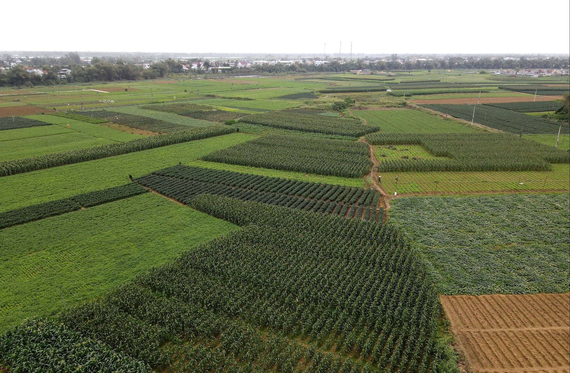 Sản xuất tập trung giúp chính quyền địa phương thuận lợi trong việc đồng bộ hệ thống tươi tiêu, điện, đường phục vụ sản xuất... Ảnh: HỒ QUÂN