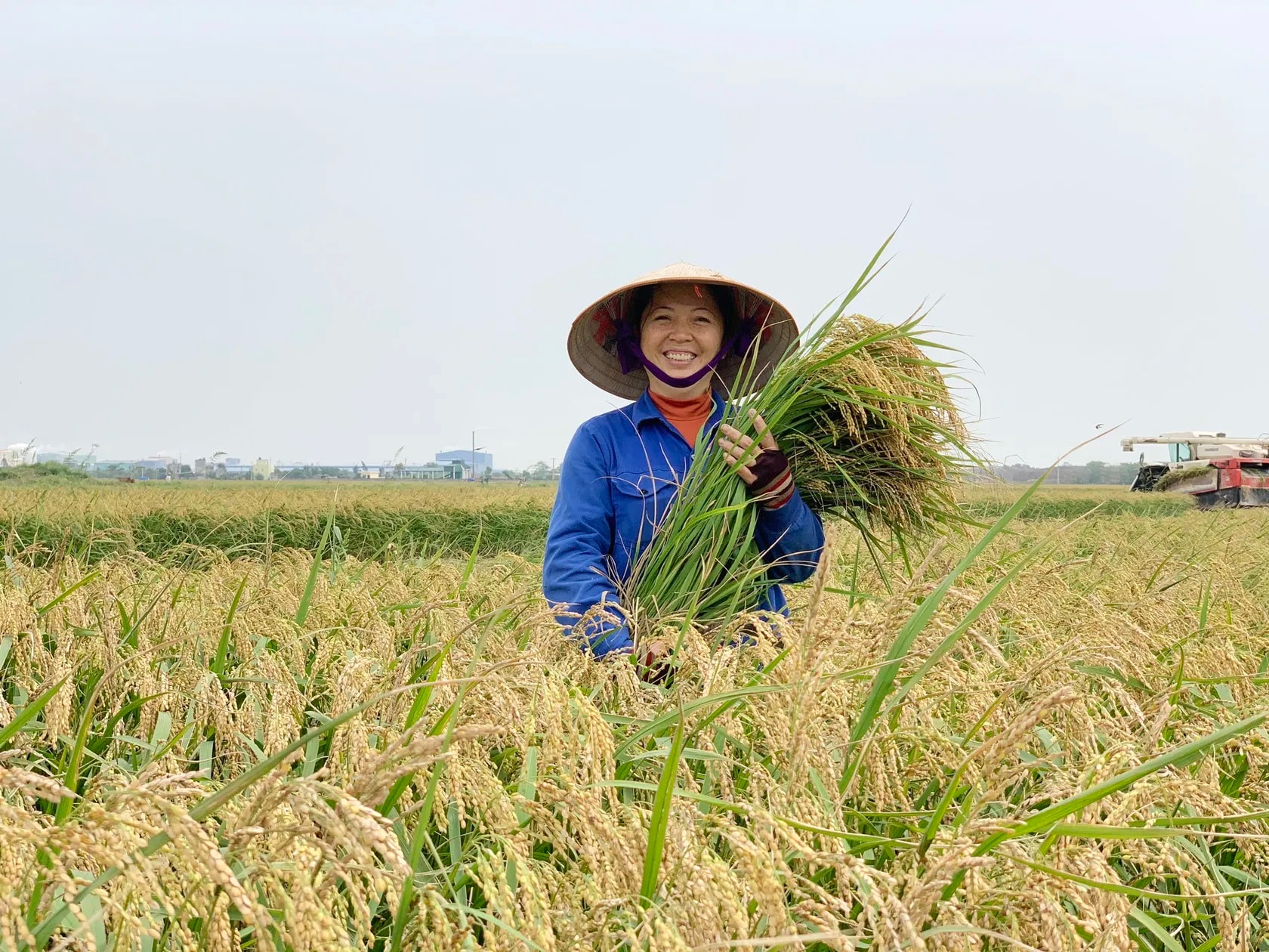 Giá lúa gạo hôm nay 2/12/2025: Thị trường mua bán ổn định