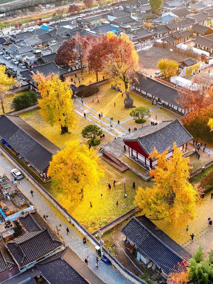 Làng Hanok Jeonju hút khách check in khi những hàng cây ngân hạnh chuyển sang màu vàng rực.