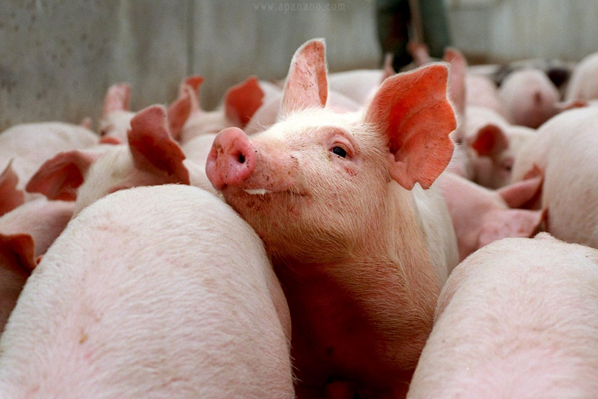 Giá heo hơi hôm nay 3/12/2025: Tiến sát mốc 60.000 đồng/kg