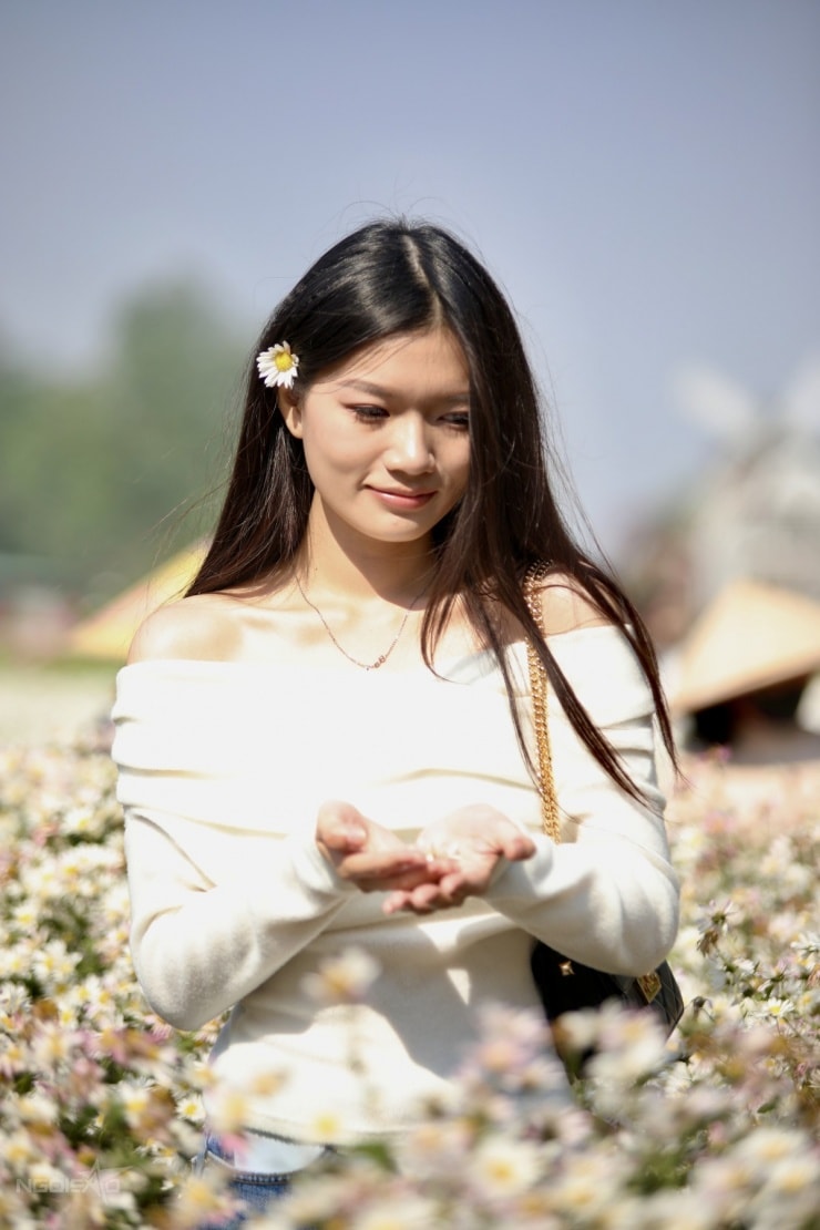 Một bạn nữ trong trang phục áo dài trắng chụp ảnh cùng cúc họa mi.