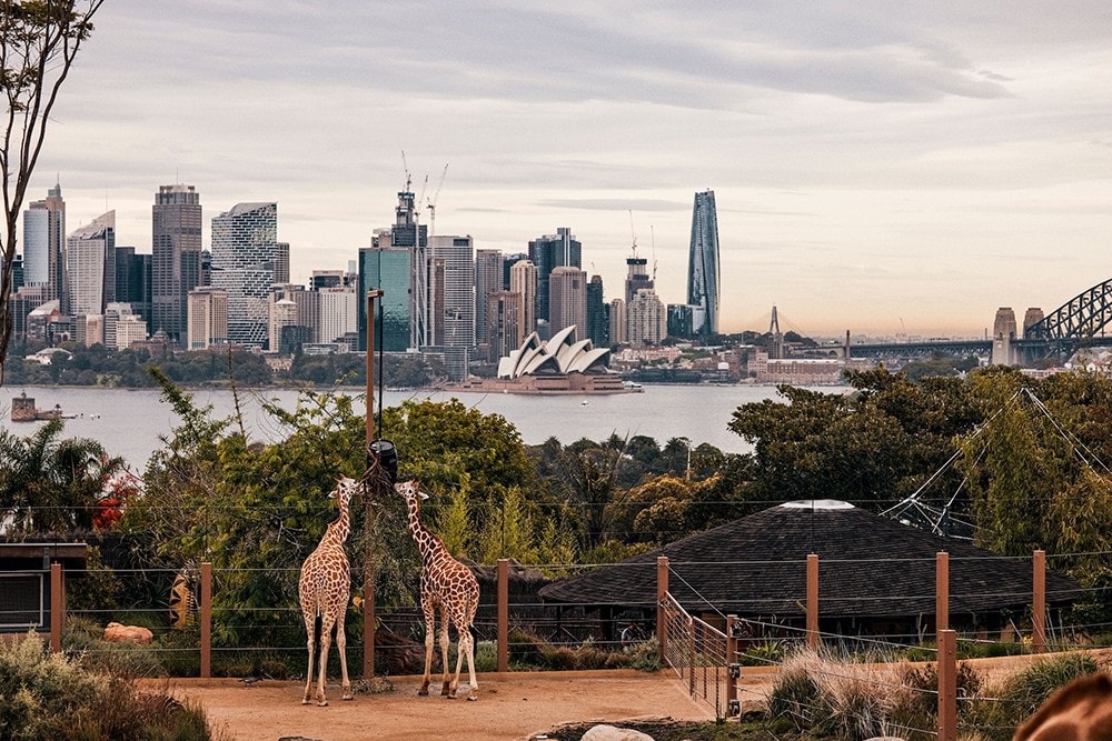 Toàn cảnh Nhà hát Opera Sydney và Cầu Cảng Sydney dưới ánh nắng ban ngày.