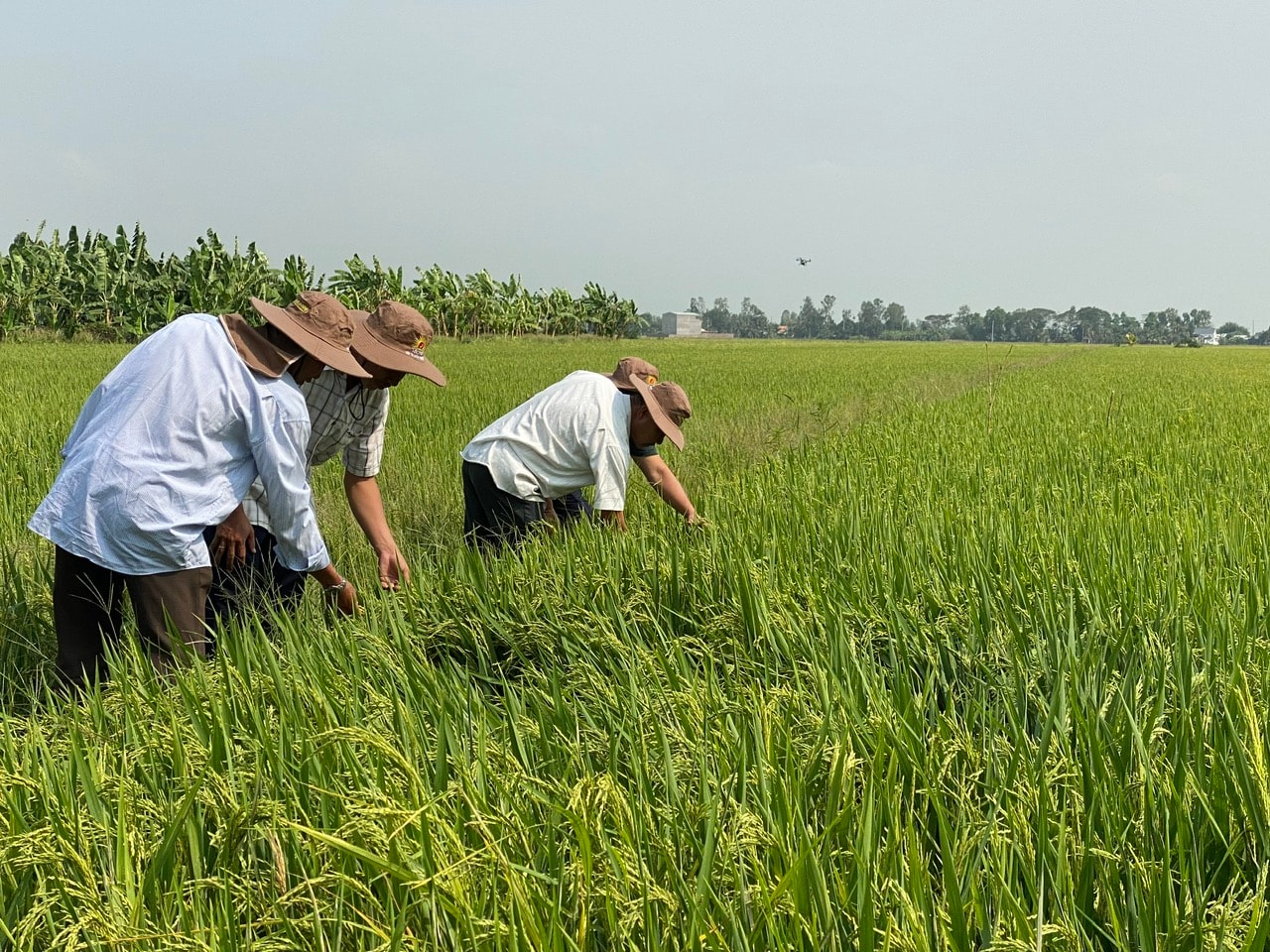 Giá lúa gạo hôm nay 7/12/2025: Giữ ổn định ở ĐBSCL