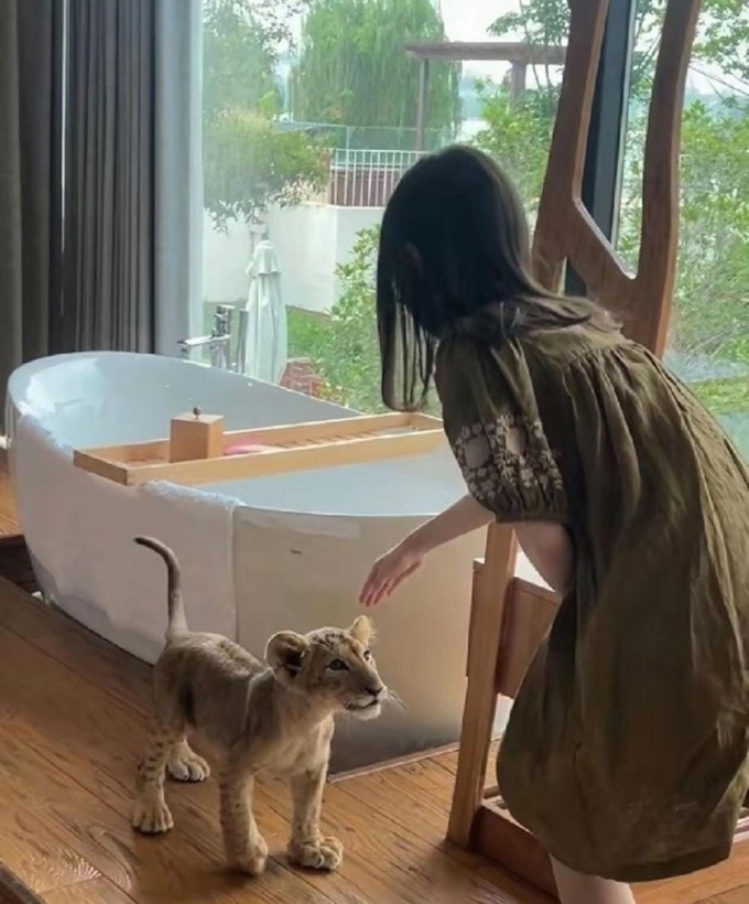 Một khách nhí đang chơi đùa với sư tử con tại khu nghỉ dưỡng.