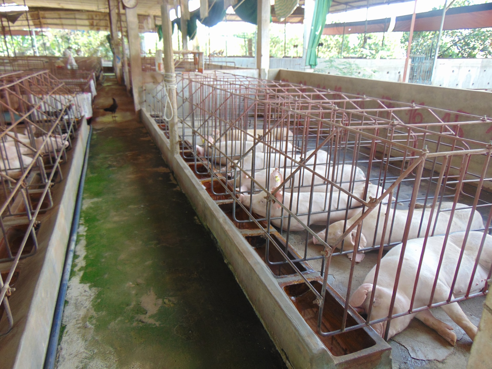Giá heo hơi hôm nay 7/12/2025: Miền Bắc giữ đỉnh 61.000 đồng/kg