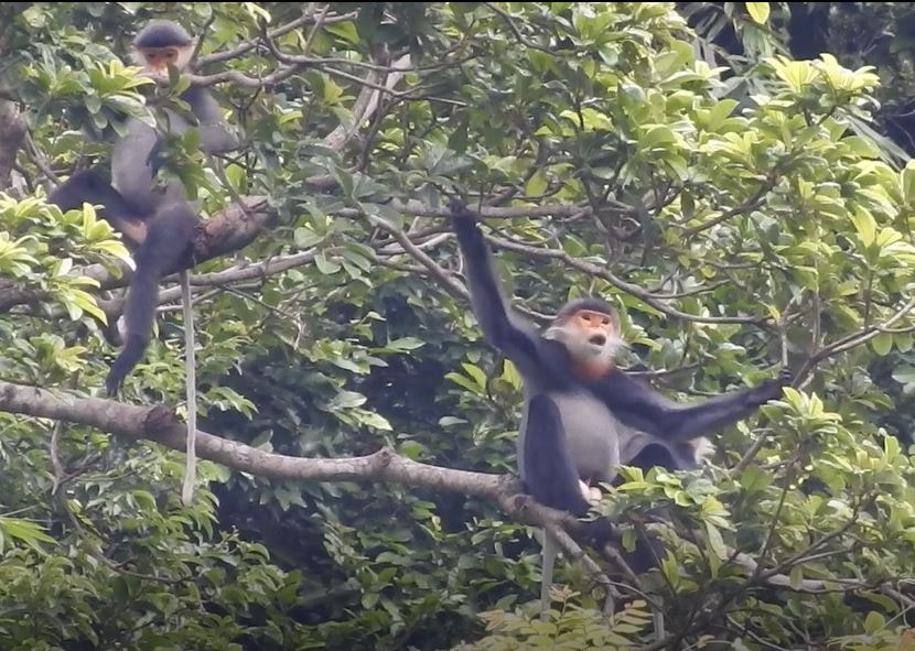 Hình ảnh voọc chà vá. Ảnh VĂN PHIN