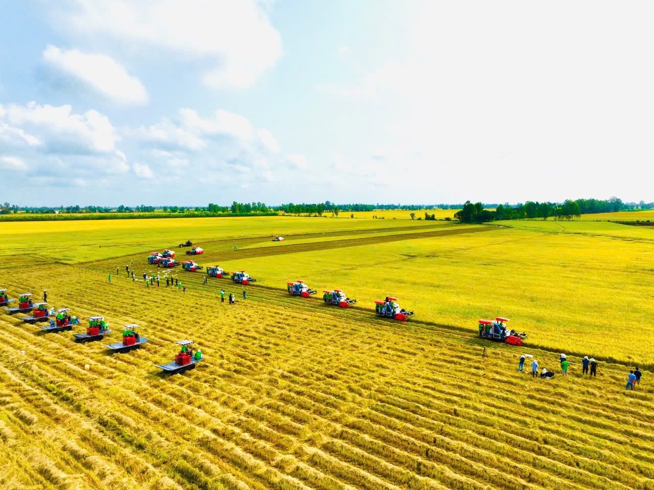 Giá lúa gạo hôm nay 8/12/2025: Ổn định đầu tuần
