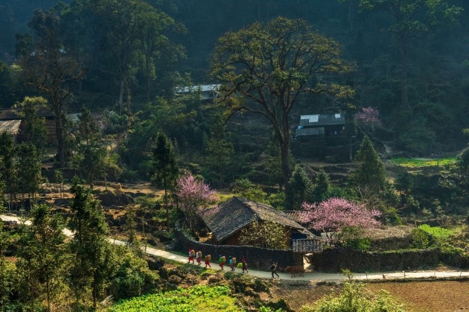 Mùa xuân trên cao nguyên đá Đồng Văn.