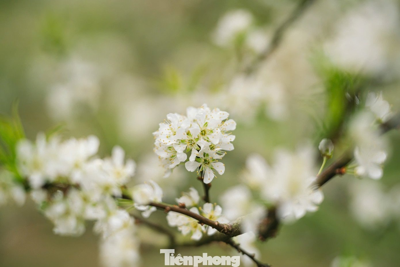 Hoa mận nở sớm, tinh khôi giữa tiết trời đầu đông ở Mộc Châu - 8