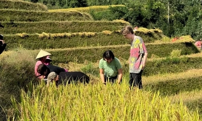 Nhóm khách cùng người dân bản địa thu hoạch lúa trong thời gian ở Hà Giang. Ảnh: Đào Minh Tuấn
