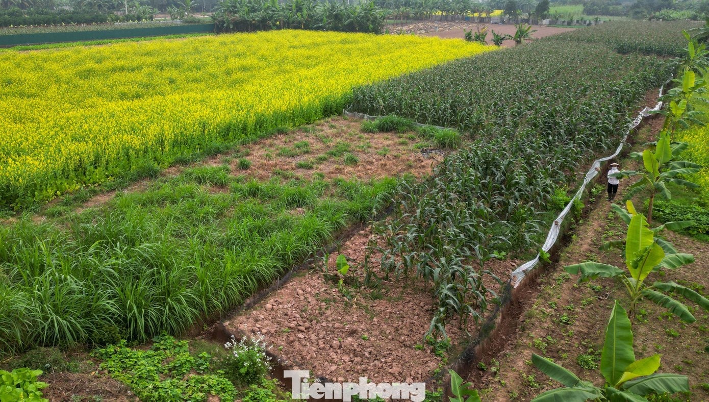 Cận cảnh những bông hoa cải vàng tươi đang khoe sắc dưới ánh nắng.
