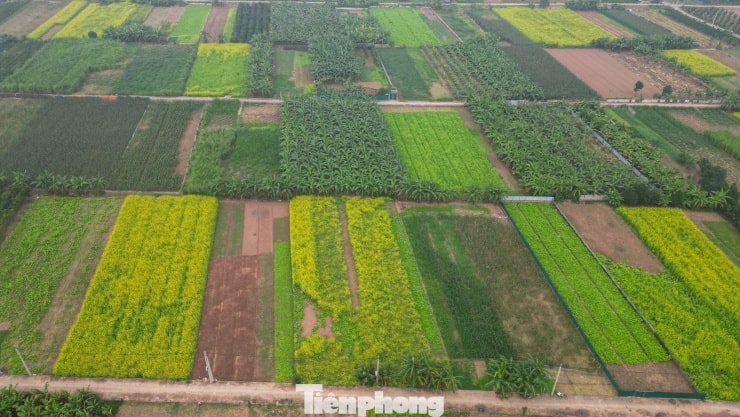 Toàn cảnh một vạt ruộng hoa cải vàng đang nở rộ tại Lệ Chi, Hà Nội.