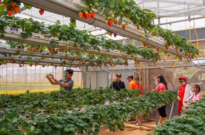 Du khách đến Đà Lạt chụp ảnh, trải nghiệm hái dâu tại vườn. Ảnh: Quỳnh Trần