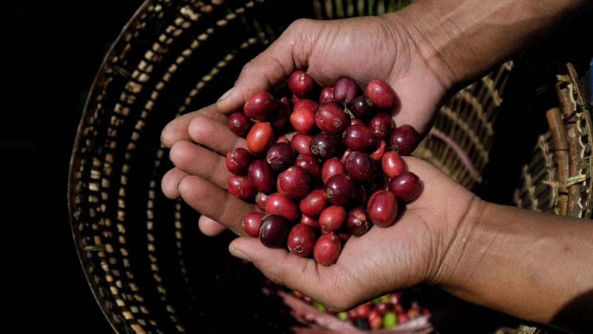 Giá cà phê hôm nay 11/12/2025: Duy trì mốc trên 101.000 đồng/kg