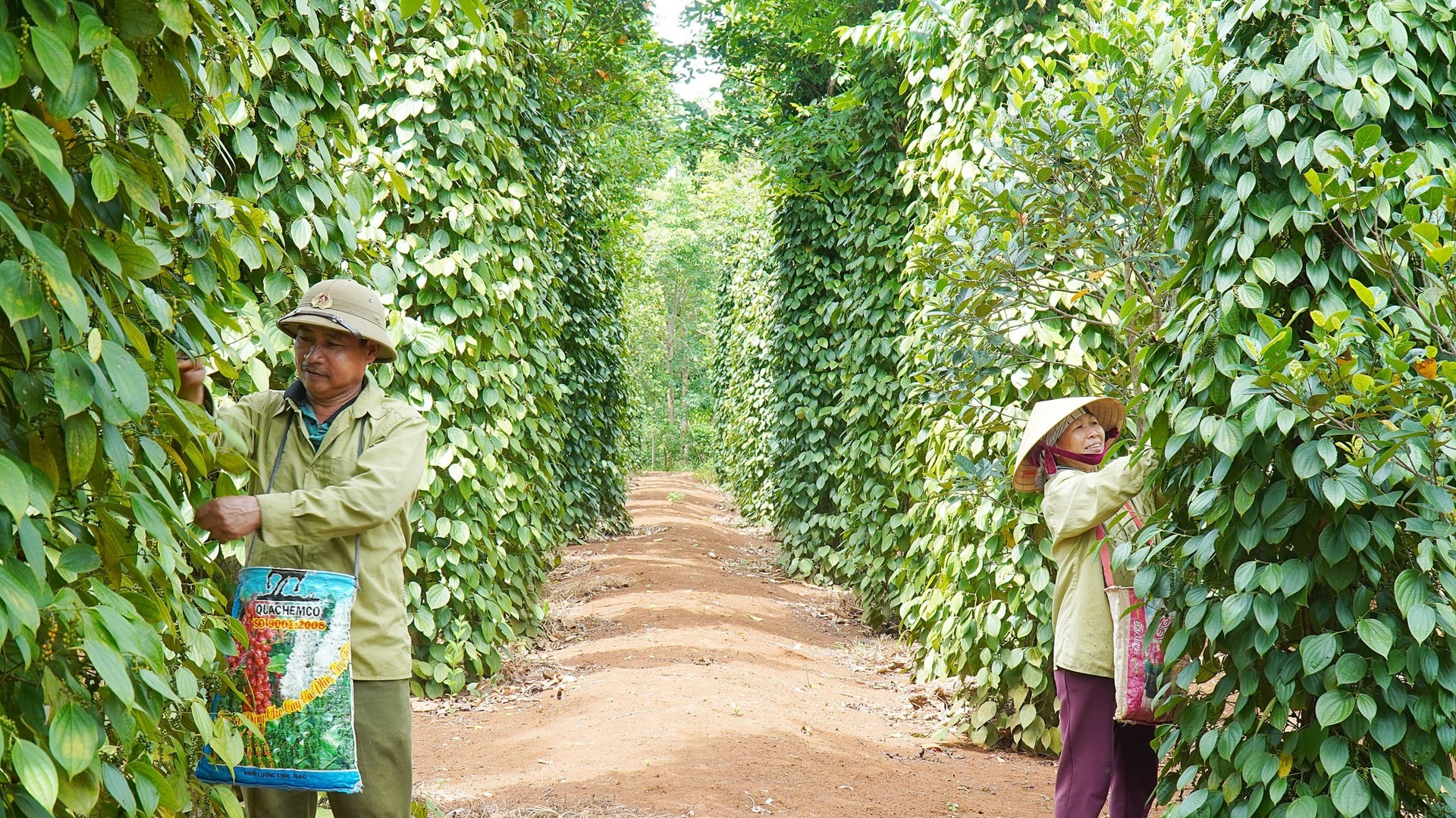 Giá tiêu hôm nay 11/12/2025: Bật tăng tại nhiều vùng trọng điểm