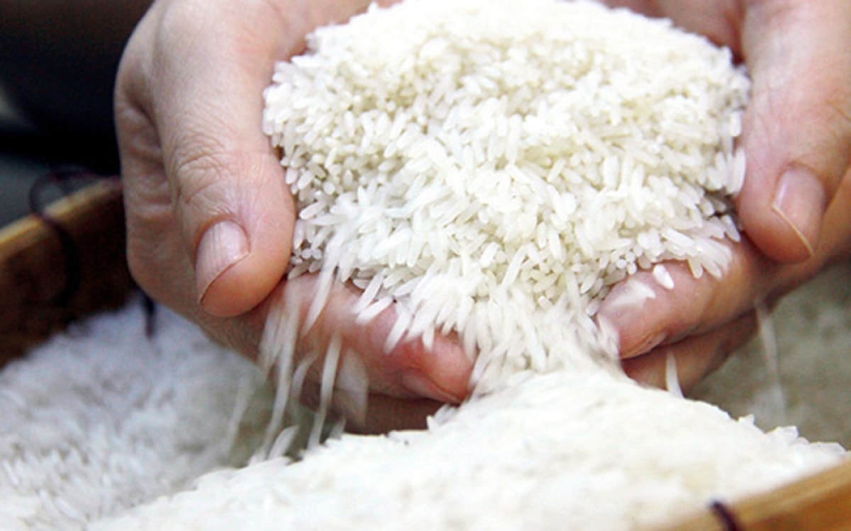 Giá lúa gạo hôm nay 12/12/2025: Xuất khẩu đến Trung Quốc tăng mạnh