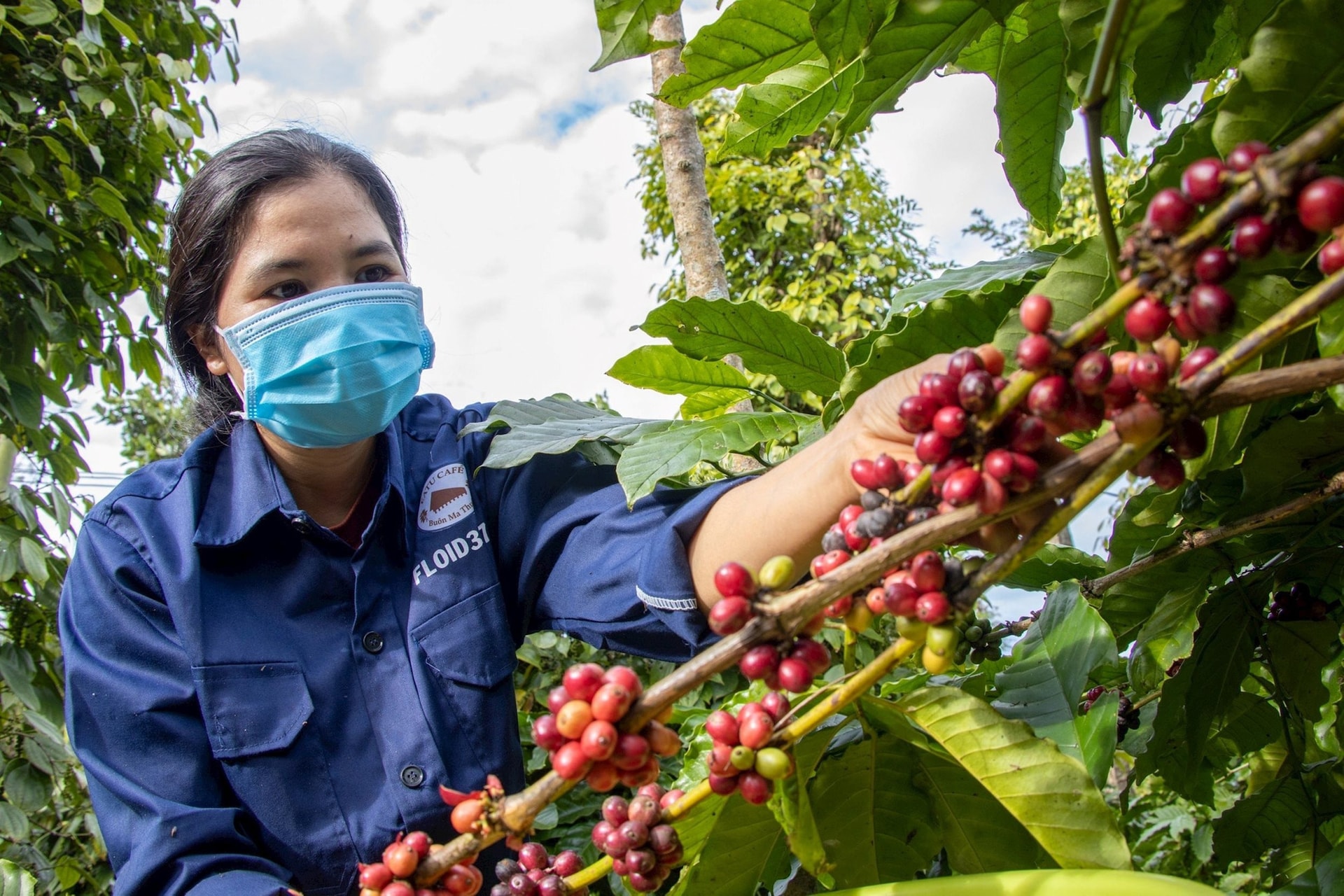 Giá tiêu hôm nay 12/12/2025: Kỳ vọng tín hiệu tích cực cuối năm