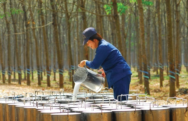 Giá cao su hôm nay 17/12 TOCOM và SHFE điều chỉnh giảm SGX giữ nhịp tăng