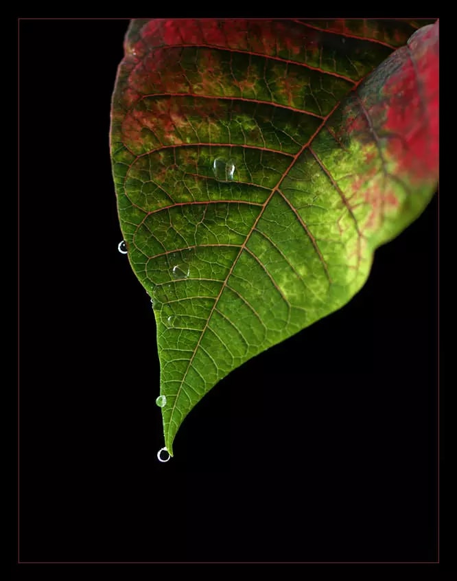 Photography Tips On Capturing Shots Of Poinsettias At Christmas: Poinsettia