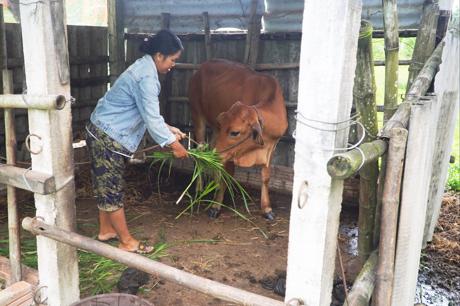 Sau khi được hỗ trợ bò, chị Lai đã đầu tư chuồng trại và trồng cỏ cho bò ăn