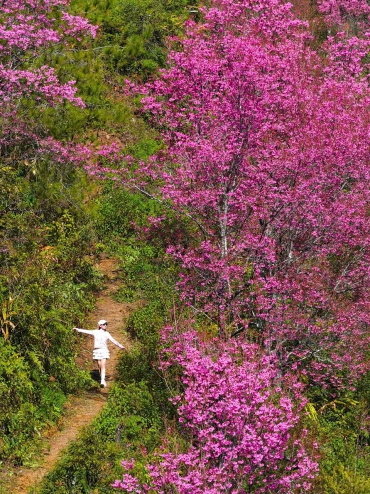 Vẻ đẹp nguyên sơ của núi rừng vùng cao mùa hoa nở