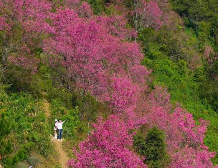Sắc hồng hoa tớ dày xen lẫn màu xanh của núi rừng