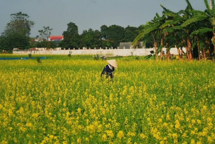 Cánh đồng hoa cải vàng rực rỡ tại xã Thuận An, Hà Nội vào những ngày đầu đông