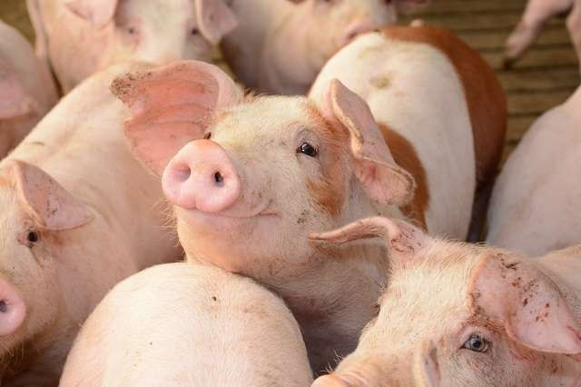 Giá heo hơi ngày 2212 Duy trì mặt bằng cao trên phạm vi cả nước