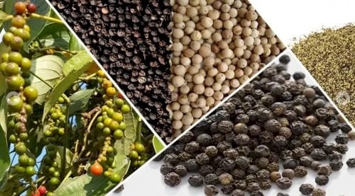 Giá tiêu hôm nay 24/12 duy trì ổn định trên thị trường quốc tế