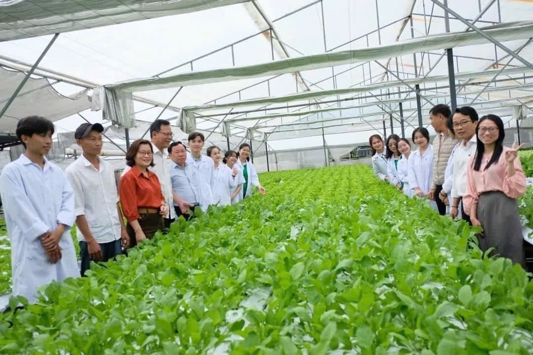 Trồng rau công nghệ cao tại phường Hòa Xuân đan