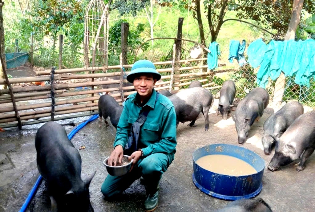 Ông Alăng Lê chăm sóc heo đen ba