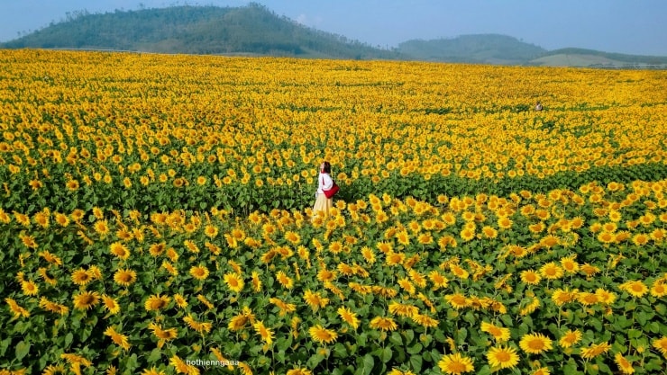 Cánh đồng hoa hướng dương tại xã Nghĩa Lâm, Nghệ An rực rỡ sắc vàng