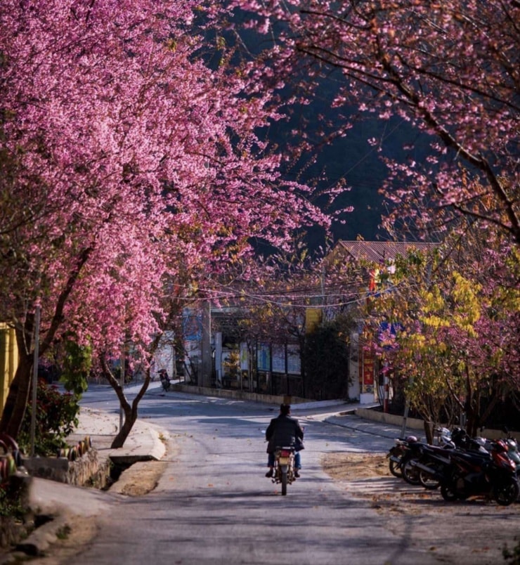Con đường hoa mai anh đào uốn lượn tại xã Má Lé.