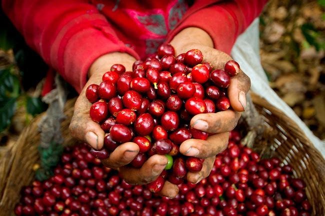 Giá cà phê hôm nay 27/12 Arabica tăng Robusta giao dịch cầm chừng
