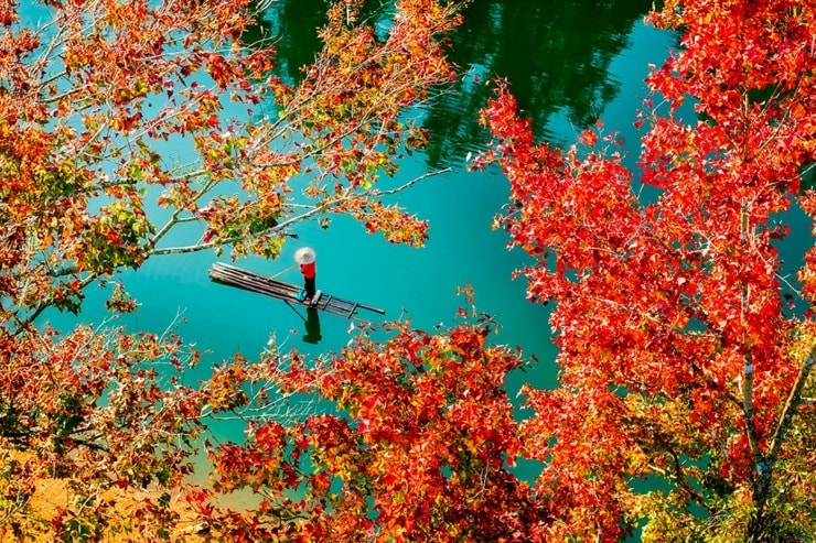 Mùa cây sau sau chuyển màu đỏ tạo nên vẻ đẹp đặc trưng cho vùng địa đầu Tổ quốc.