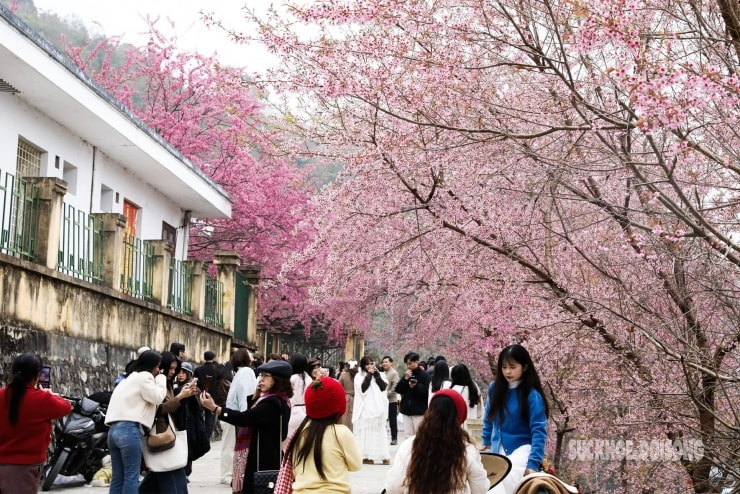 Hàng cây phủ sắc hồng tạo thành đường hoa giữa sương núi