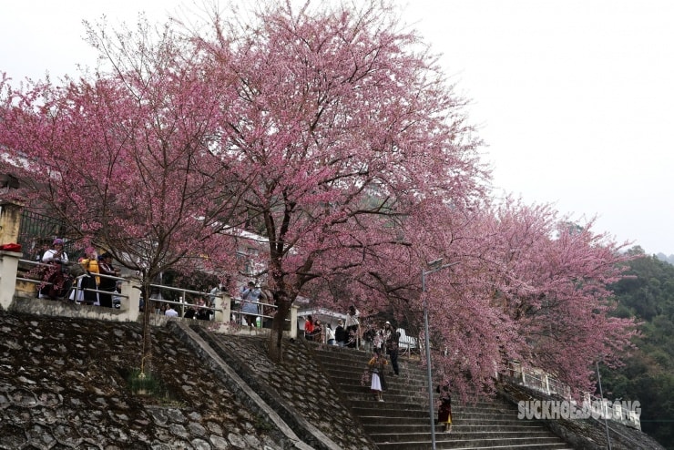 Mai anh đào nở rộ trước Đồn Biên phòng Lũng Cú