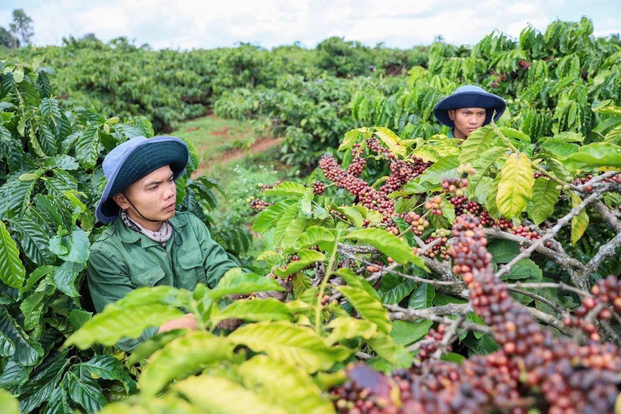 Giá cà phê hôm nay 29/12 Tây Nguyên áp sát mốc 98000 đồng/kg