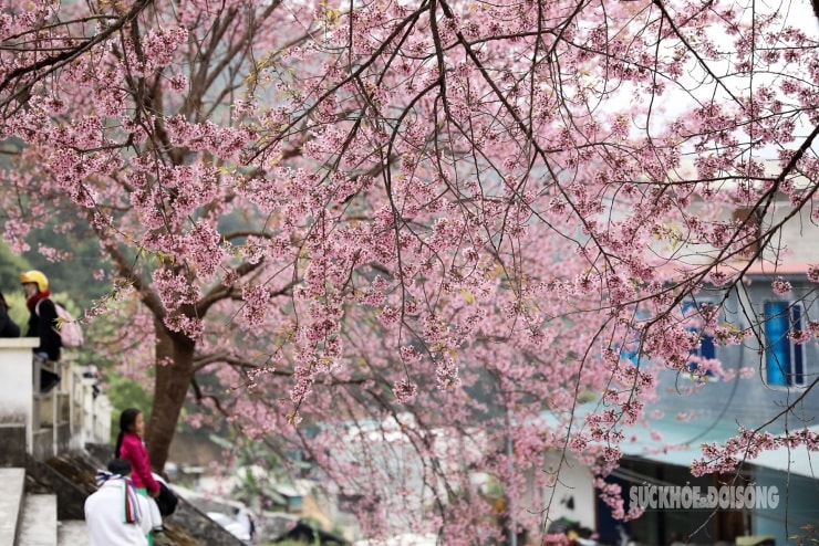 Chùm hoa dày trên cành thấp ngang tầm mắt