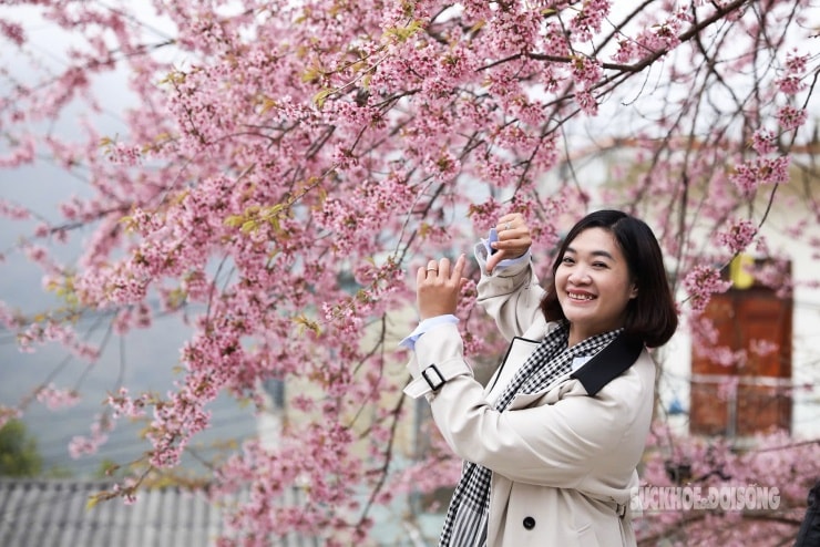 Nhiều nhóm du khách đứng xếp lượt để chụp ảnh dưới tán hoa.