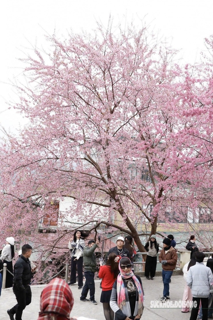 Mai anh đào bung nở rực hồng