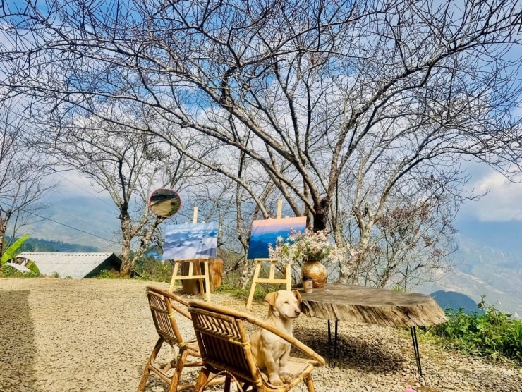 Du khách đổ về Tà Xùa check-in tại mái nhà gỗ chênh vênh giữa biển mây.