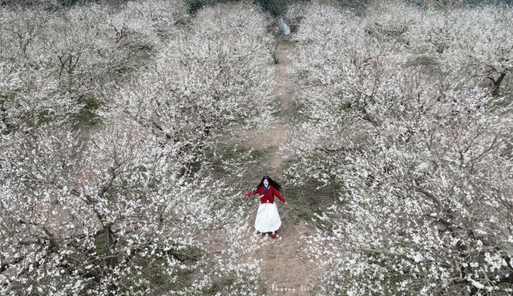 Vườn mận nhìn từ trên cao một màu trắng tinh khôi khiến du khách tưởng mình lạc vào vườn cổ tích. Ảnh: FBNV