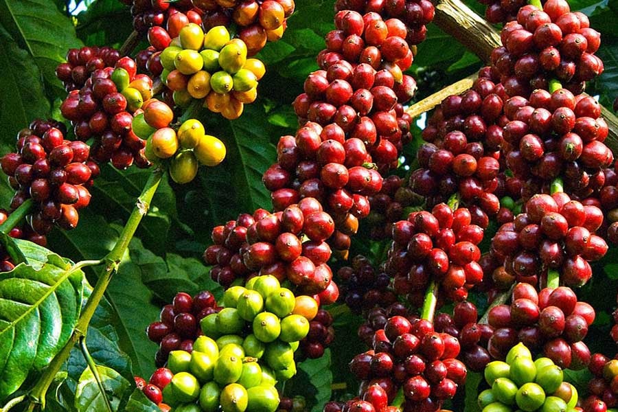 Giá cà phê hôm nay 31/12 tăng mạnh trở lại tại thị trường trong nước và thế giới
