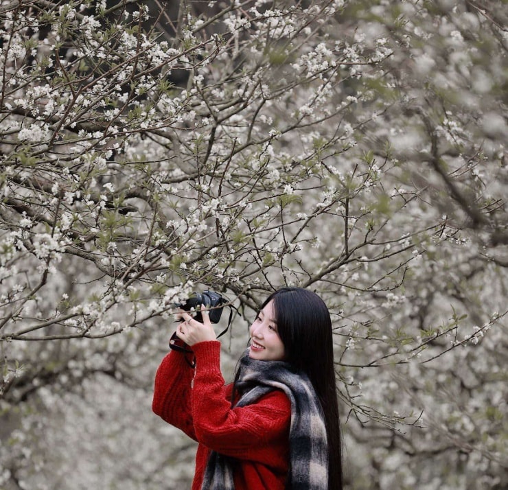 Vườn mận tại Mộc Châu đang nở bung sắc trắng, các bạn trẻ không nên bỏ lỡ trong dịp nghỉ Tết dương lịch. Ảnh: FBNV