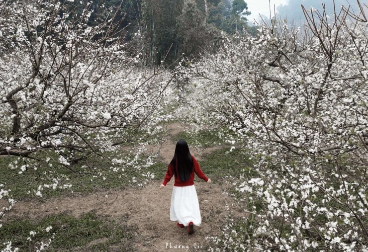 Theo bạn Phương Lii, hiện tại hoa mận đang nở rất đẹp. Ảnh: FBNV