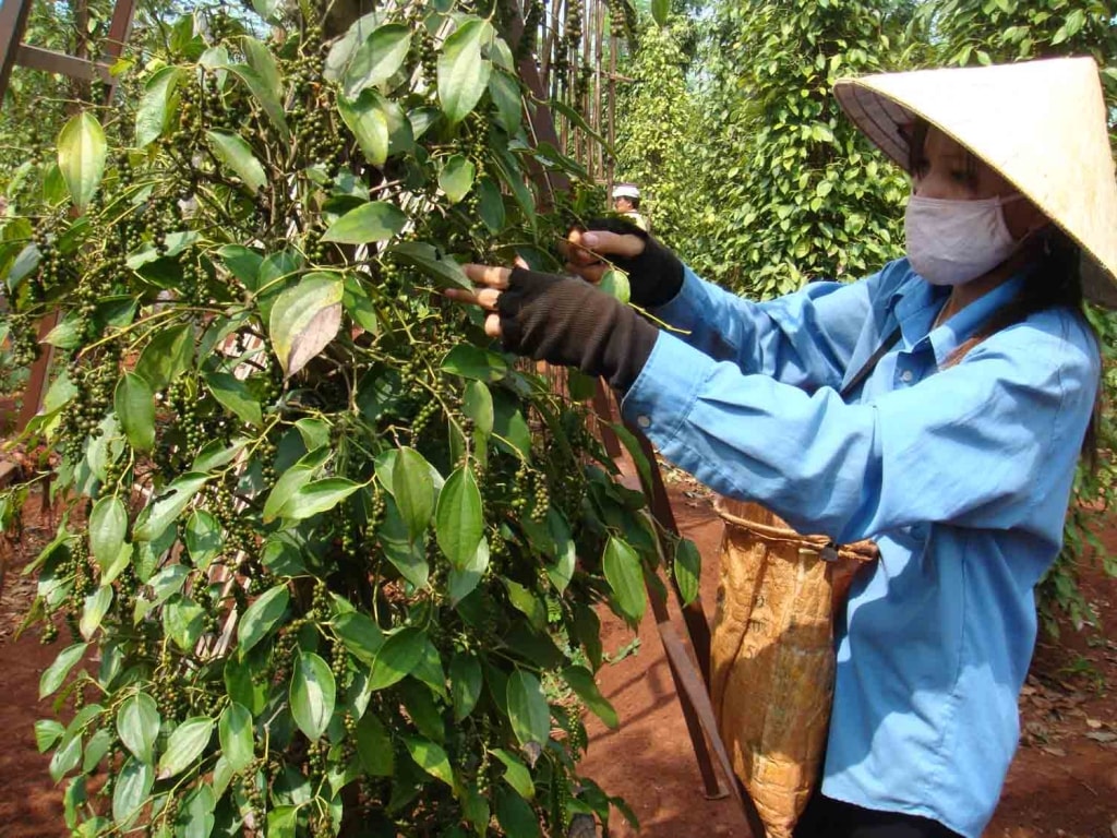 Giá tiêu hôm nay 1/1 Thị trường lặng sóng