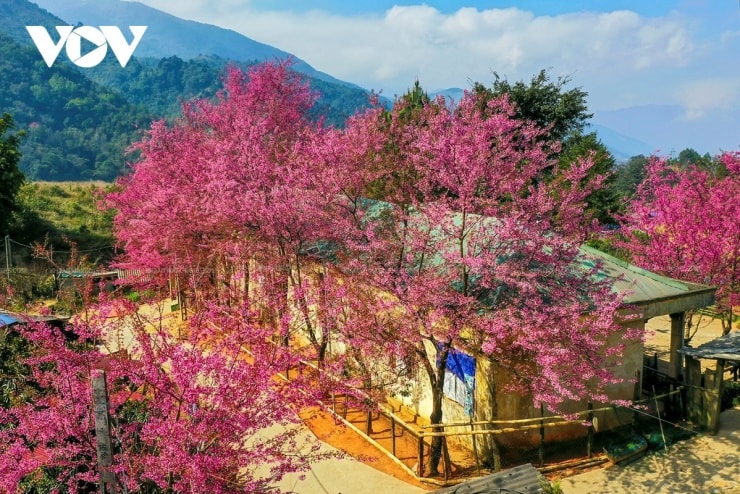 Hàng hoa anh đào tại điểm trường Phà Nọi
